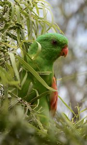 Preview wallpaper red-winged parrot, parrot, bird, branches, green