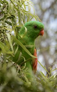 Preview wallpaper red-winged parrot, parrot, bird, branches, green