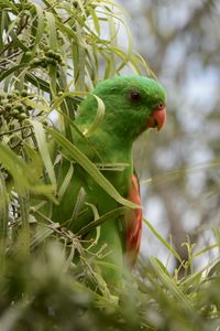 Preview wallpaper red-winged parrot, parrot, bird, branches, green