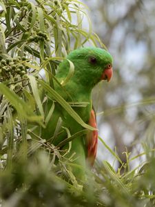 Preview wallpaper red-winged parrot, parrot, bird, branches, green