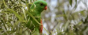 Preview wallpaper red-winged parrot, parrot, bird, branches, green