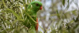 Preview wallpaper red-winged parrot, parrot, bird, branches, green