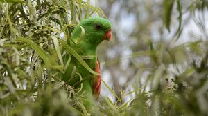 Preview wallpaper red-winged parrot, parrot, bird, branches, green