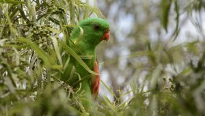 Preview wallpaper red-winged parrot, parrot, bird, branches, green