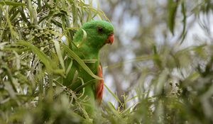 Preview wallpaper red-winged parrot, parrot, bird, branches, green