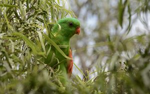 Preview wallpaper red-winged parrot, parrot, bird, branches, green