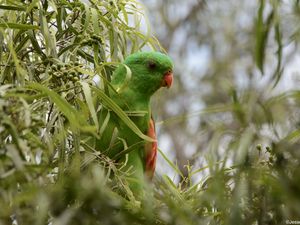 Preview wallpaper red-winged parrot, parrot, bird, branches, green