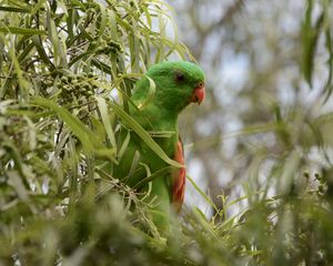 Preview wallpaper red-winged parrot, parrot, bird, branches, green