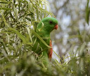 Preview wallpaper red-winged parrot, parrot, bird, branches, green