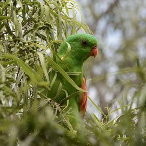 Preview wallpaper red-winged parrot, parrot, bird, branches, green