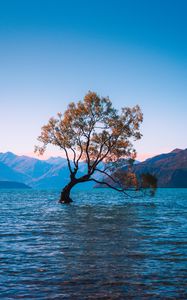 Preview wallpaper ree, lake, lonely, wanaka, new zealand