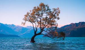 Preview wallpaper ree, lake, lonely, wanaka, new zealand