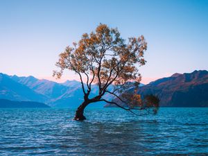 Preview wallpaper ree, lake, lonely, wanaka, new zealand