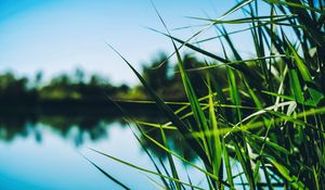 Preview wallpaper reed, cattail, grass, leaves, shore, pond