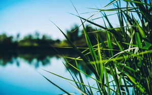 Preview wallpaper reed, cattail, grass, leaves, shore, pond