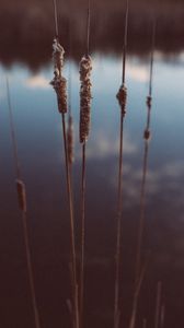 Preview wallpaper reed, evening, plant