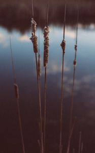 Preview wallpaper reed, evening, plant