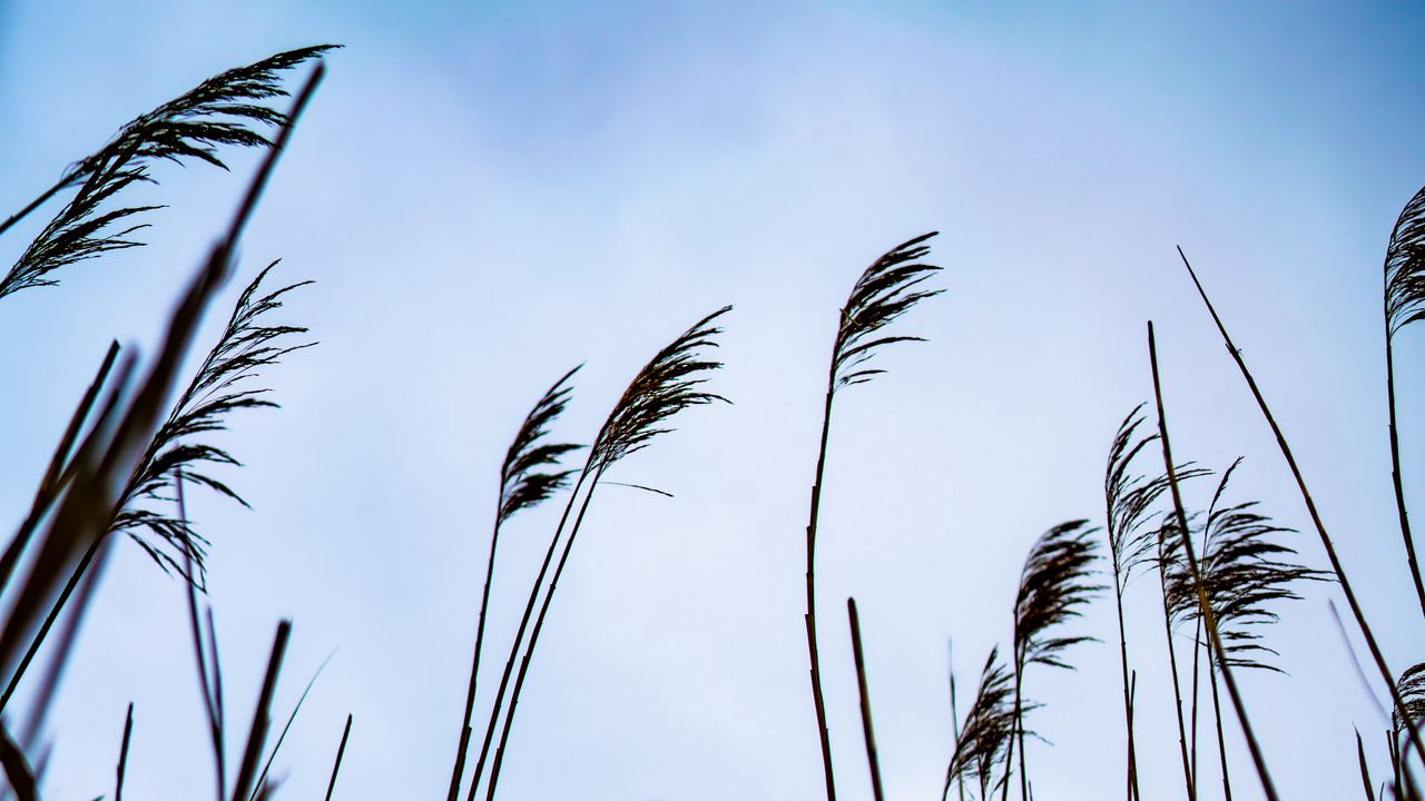 Wallpaper reed, grass, sky, nature