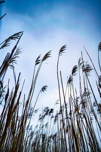 Preview wallpaper reed, grass, sky, nature