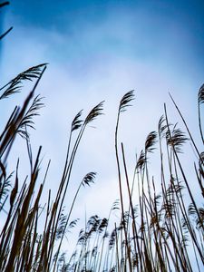 Preview wallpaper reed, grass, sky, nature