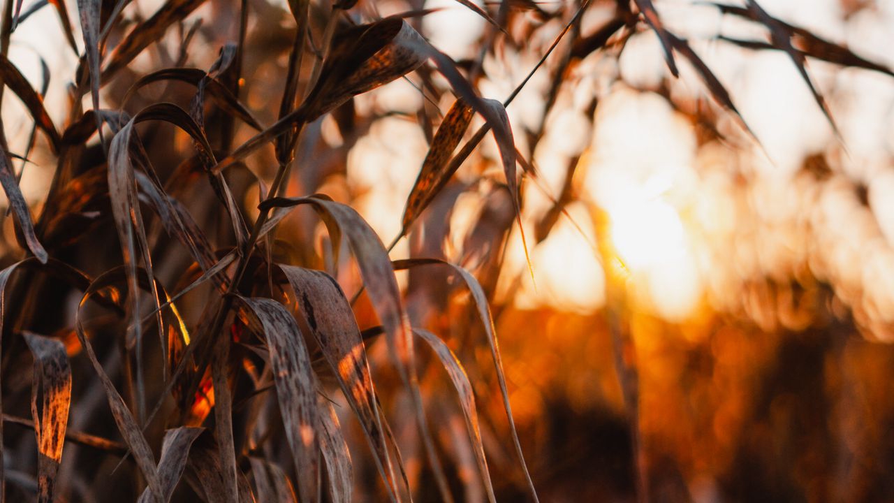 Wallpaper reed, leaves, plants, sunset, nature