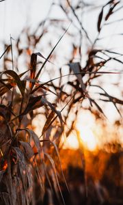 Preview wallpaper reed, leaves, plants, sunset, nature