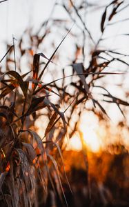 Preview wallpaper reed, leaves, plants, sunset, nature