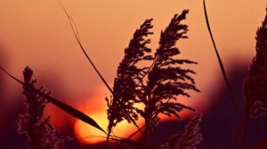 Preview wallpaper reed, panicles, dawn, close up, nature