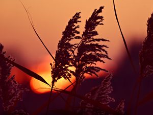 Preview wallpaper reed, panicles, dawn, close up, nature