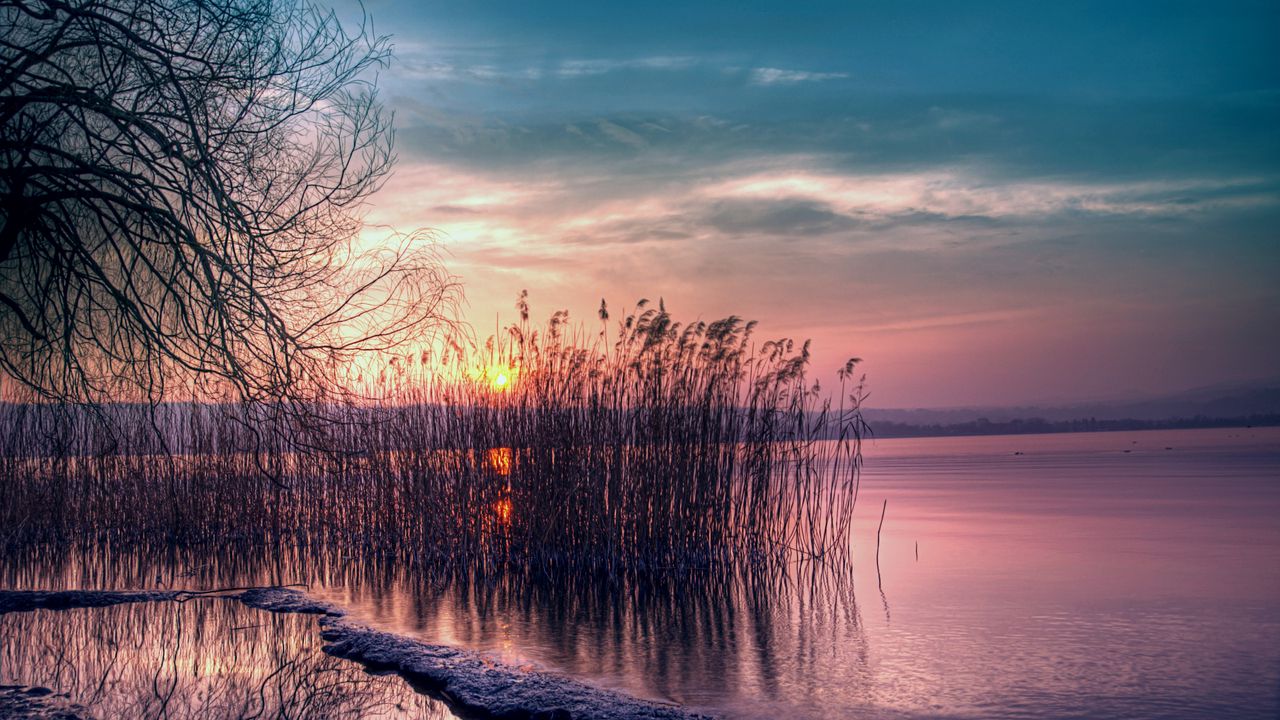 Wallpaper reed, reservoir, decline, coast, evening, willow, tree, branches
