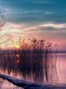 Preview wallpaper reed, reservoir, decline, coast, evening, willow, tree, branches