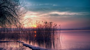 Preview wallpaper reed, reservoir, decline, coast, evening, willow, tree, branches