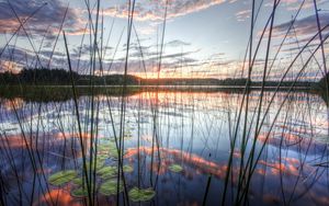 Preview wallpaper reed, stalks, water-lilies, water, lake, clouds, sky, reflection, evening