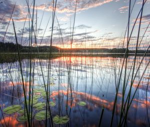 Preview wallpaper reed, stalks, water-lilies, water, lake, clouds, sky, reflection, evening