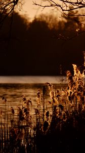 Preview wallpaper reeds, branches, river, nature, sunset