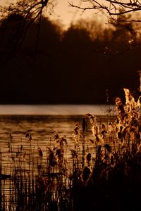 Preview wallpaper reeds, branches, river, nature, sunset