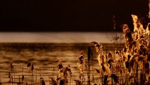 Preview wallpaper reeds, branches, river, nature, sunset