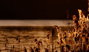 Preview wallpaper reeds, branches, river, nature, sunset