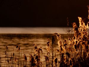 Preview wallpaper reeds, branches, river, nature, sunset