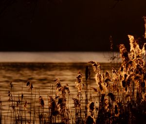 Preview wallpaper reeds, branches, river, nature, sunset