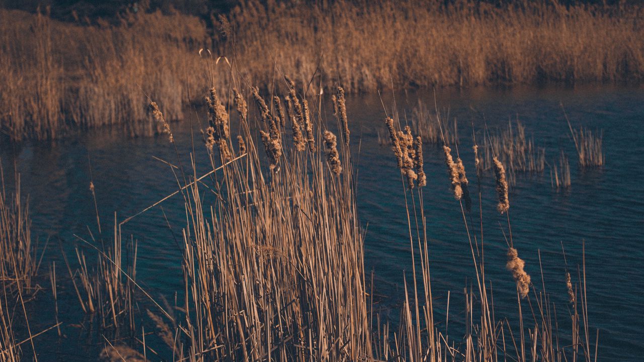 Wallpaper reeds, dry, swamp, grass