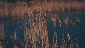 Preview wallpaper reeds, dry, swamp, grass