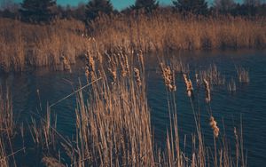 Preview wallpaper reeds, dry, swamp, grass