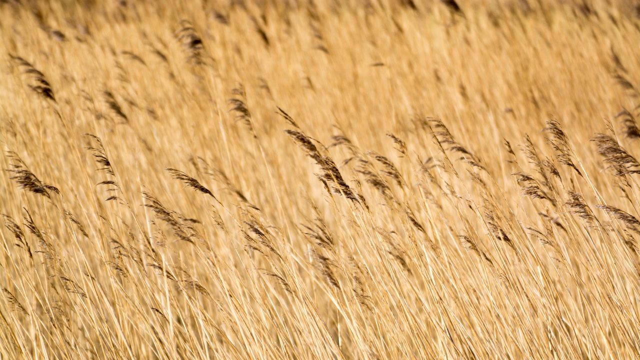 Wallpaper reeds, ears, field, nature