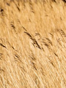 Preview wallpaper reeds, ears, field, nature