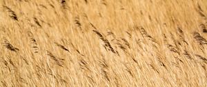 Preview wallpaper reeds, ears, field, nature