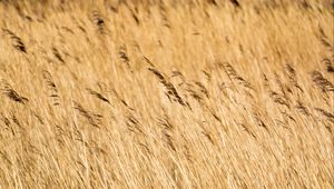 Preview wallpaper reeds, ears, field, nature