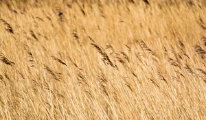 Preview wallpaper reeds, ears, field, nature