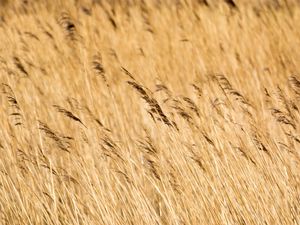 Preview wallpaper reeds, ears, field, nature