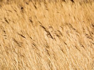 Preview wallpaper reeds, ears, field, nature